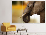 Leinwandbild 3-teilig  Elefant Close up