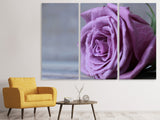 Leinwandbild 3-teilig Rose in Lila XXL