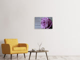 Leinwandbild 3-teilig Rose in Lila XXL