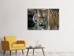 Leinwandbild 3-teilig XL Tiger
