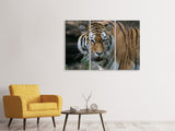 Leinwandbild 3-teilig XL Tiger