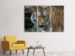 Leinwandbild 3-teilig XL Tiger