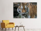 Leinwandbild 3-teilig XL Tiger