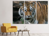 Leinwandbild 3-teilig XL Tiger