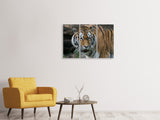 Leinwandbild 3-teilig XL Tiger