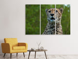Leinwandbild 3-teilig Wachsamer Gepard