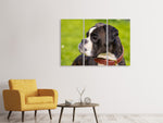 Leinwandbild 3-teilig Aufmerksamer Boxer