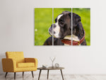 Leinwandbild 3-teilig Aufmerksamer Boxer
