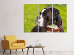 Leinwandbild 3-teilig Aufmerksamer Boxer
