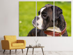 Leinwandbild 3-teilig Aufmerksamer Boxer
