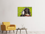 Leinwandbild 3-teilig Aufmerksamer Boxer