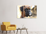 Leinwandbild 3-teilig Der Boxer Blick
