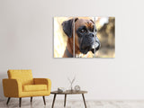 Leinwandbild 3-teilig Der Boxer Blick