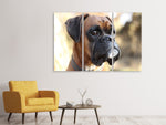 Leinwandbild 3-teilig Der Boxer Blick