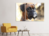 Leinwandbild 3-teilig Der Boxer Blick