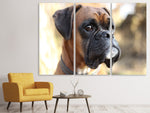Leinwandbild 3-teilig Der Boxer Blick