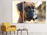 Leinwandbild 3-teilig Der Boxer Blick