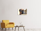 Leinwandbild 3-teilig Der Boxer Blick