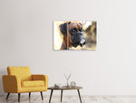 Leinwandbild 3-teilig Der Boxer Blick