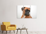 Leinwandbild 3-teilig Typisch Boxer