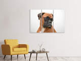 Leinwandbild 3-teilig Typisch Boxer