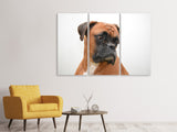 Leinwandbild 3-teilig Typisch Boxer