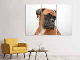 Leinwandbild 3-teilig Typisch Boxer
