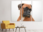 Leinwandbild 3-teilig Typisch Boxer