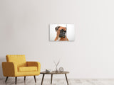 Leinwandbild 3-teilig Typisch Boxer