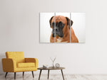 Leinwandbild 3-teilig Der Boxer