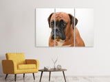 Leinwandbild 3-teilig Der Boxer
