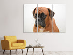 Leinwandbild 3-teilig Der Boxer