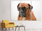 Leinwandbild 3-teilig Der Boxer
