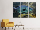 Leinwandbild 3-teilig Grosser Fisch