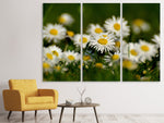 Leinwandbild 3-teilig Gänseblümchen XL