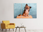 Leinwandbild 3-teilig Typisch Chihuahua