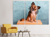 Leinwandbild 3-teilig Typisch Chihuahua