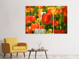 Leinwandbild 3-teilig Close up Tulpenfeld