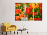 Leinwandbild 3-teilig Close up Tulpenfeld