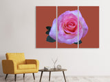 Leinwandbild 3-teilig Rose in pink XXL