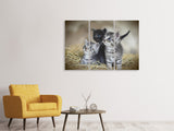 Leinwandbild 3-teilig Kitten Trio