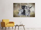 Leinwandbild 3-teilig Kitten Trio