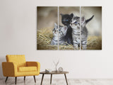 Leinwandbild 3-teilig Kitten Trio