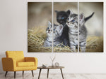 Leinwandbild 3-teilig Kitten Trio