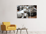 Leinwandbild 3-teilig Viele Katzenbabys