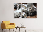 Leinwandbild 3-teilig Viele Katzenbabys