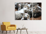 Leinwandbild 3-teilig Viele Katzenbabys