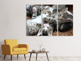 Leinwandbild 3-teilig Viele Katzenbabys