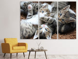 Leinwandbild 3-teilig Viele Katzenbabys
