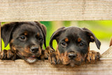 Fototapete 2 Rottweiler Welpen